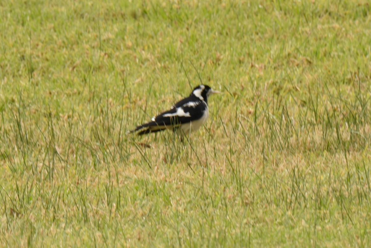 Magpie-lark - ML620260175