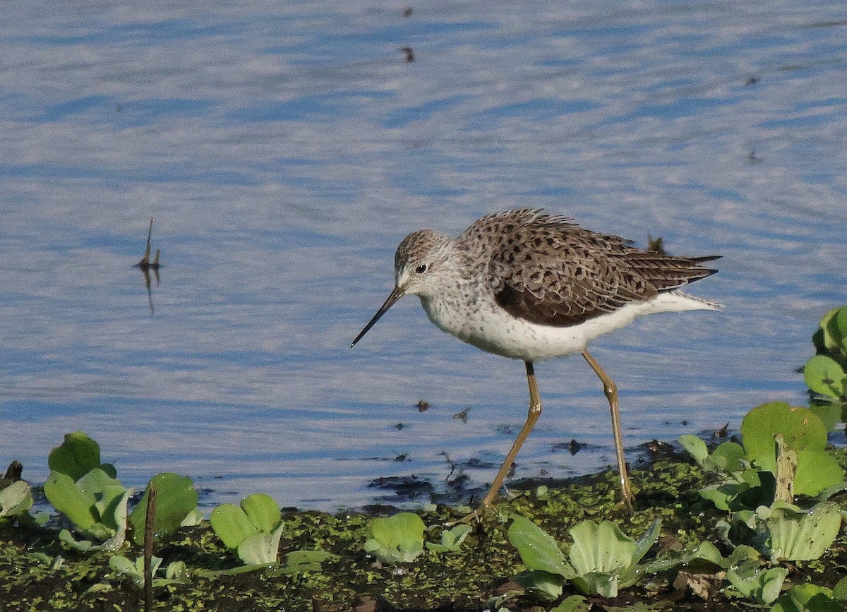 Marsh Sandpiper - ML620260176