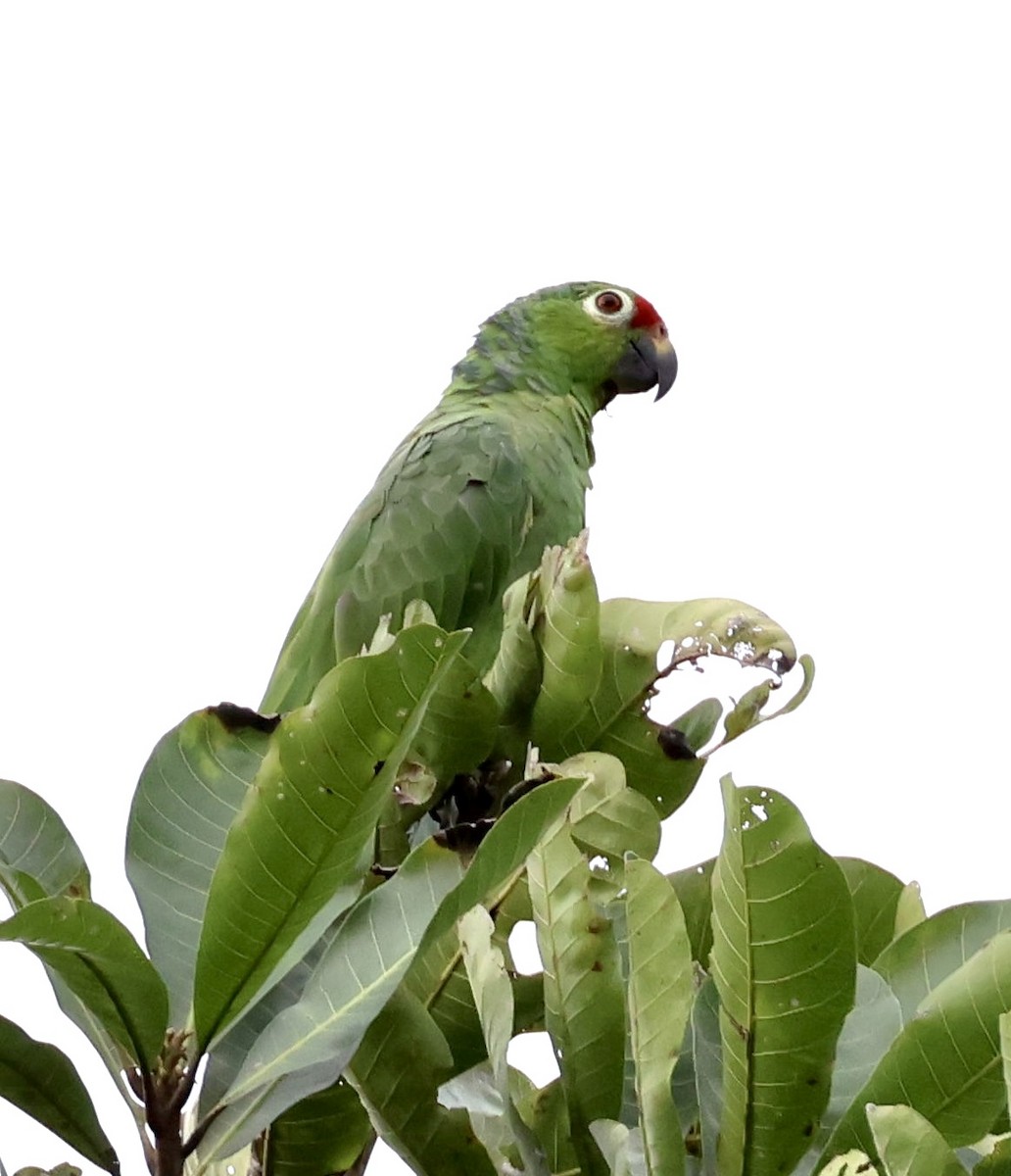 Orange-chinned Parakeet - ML620260183