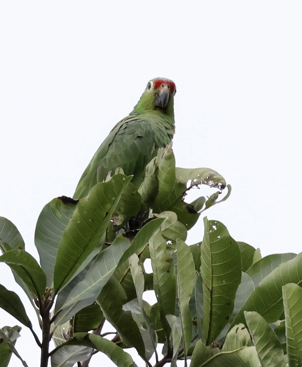 Orange-chinned Parakeet - ML620260184