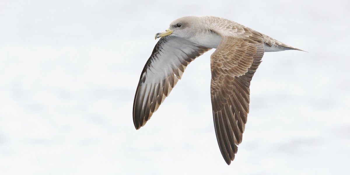 Cory's Shearwater (Scopoli's) - ML620260186