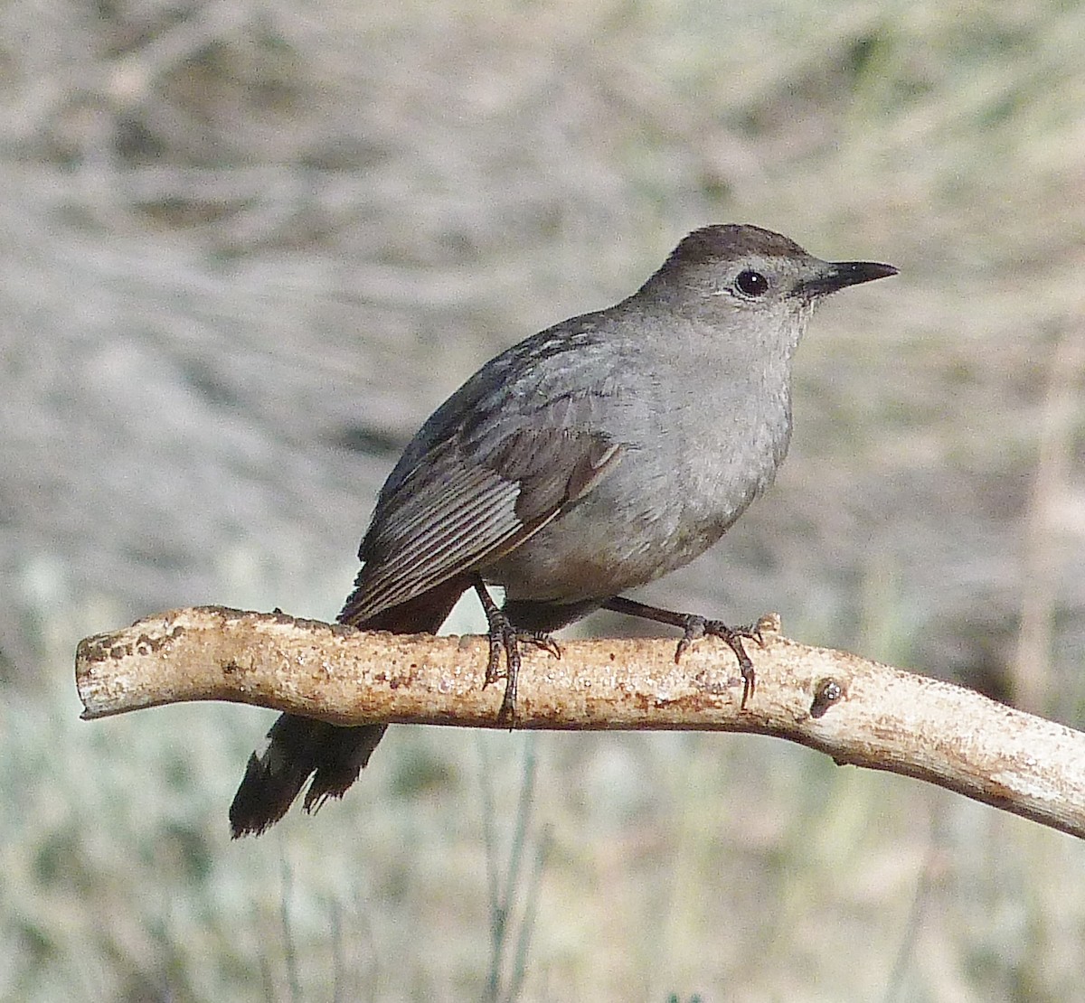 Pájaro Gato Gris - ML620260189