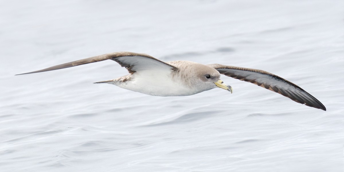 Cory's Shearwater (Scopoli's) - ML620260195