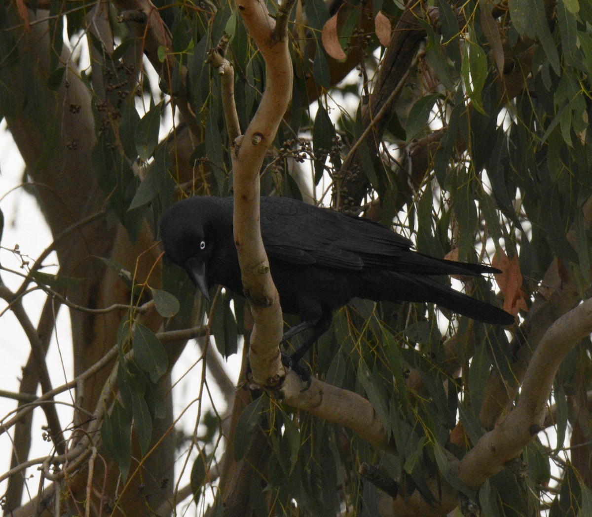 Australian Raven - ML620260213