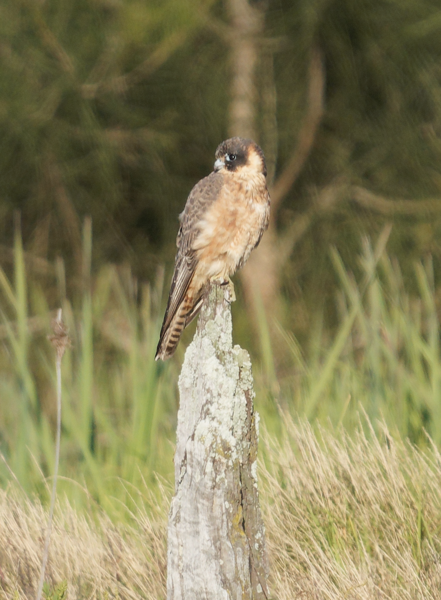 Australian Hobby - ML620260214