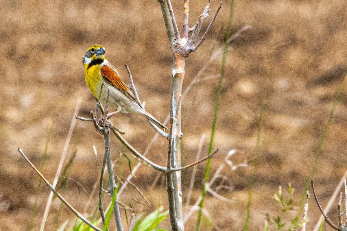 Dickcissel - ML620260217