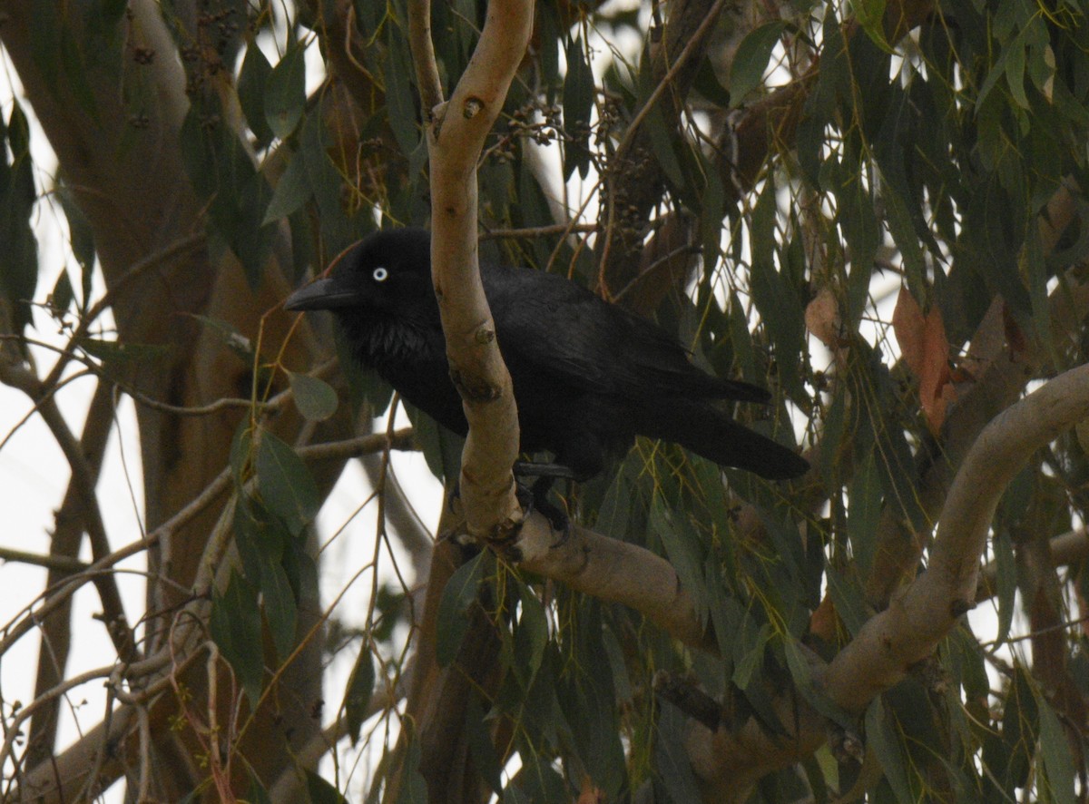 Cuervo Australiano - ML620260221