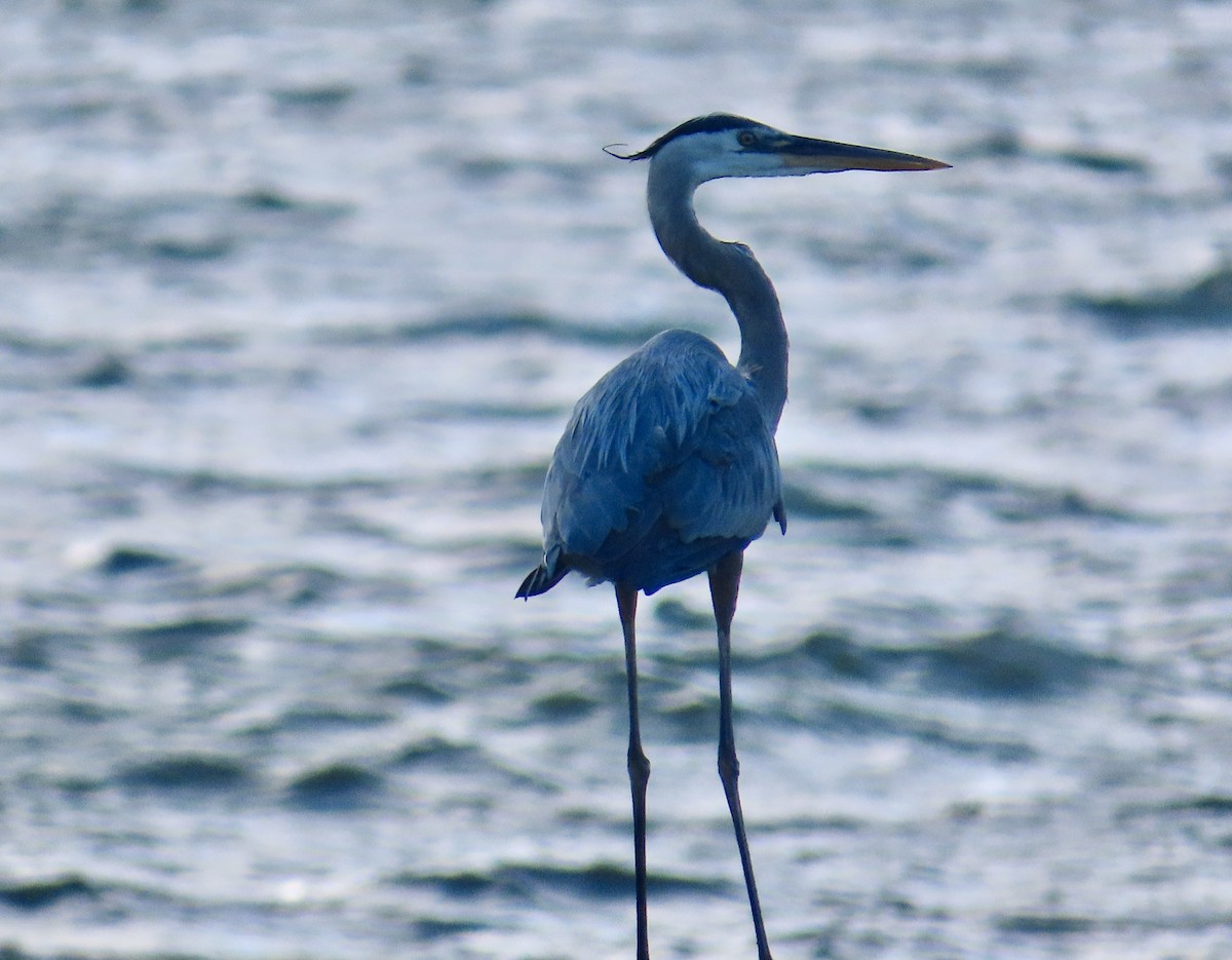 Great Blue Heron - ML620260228