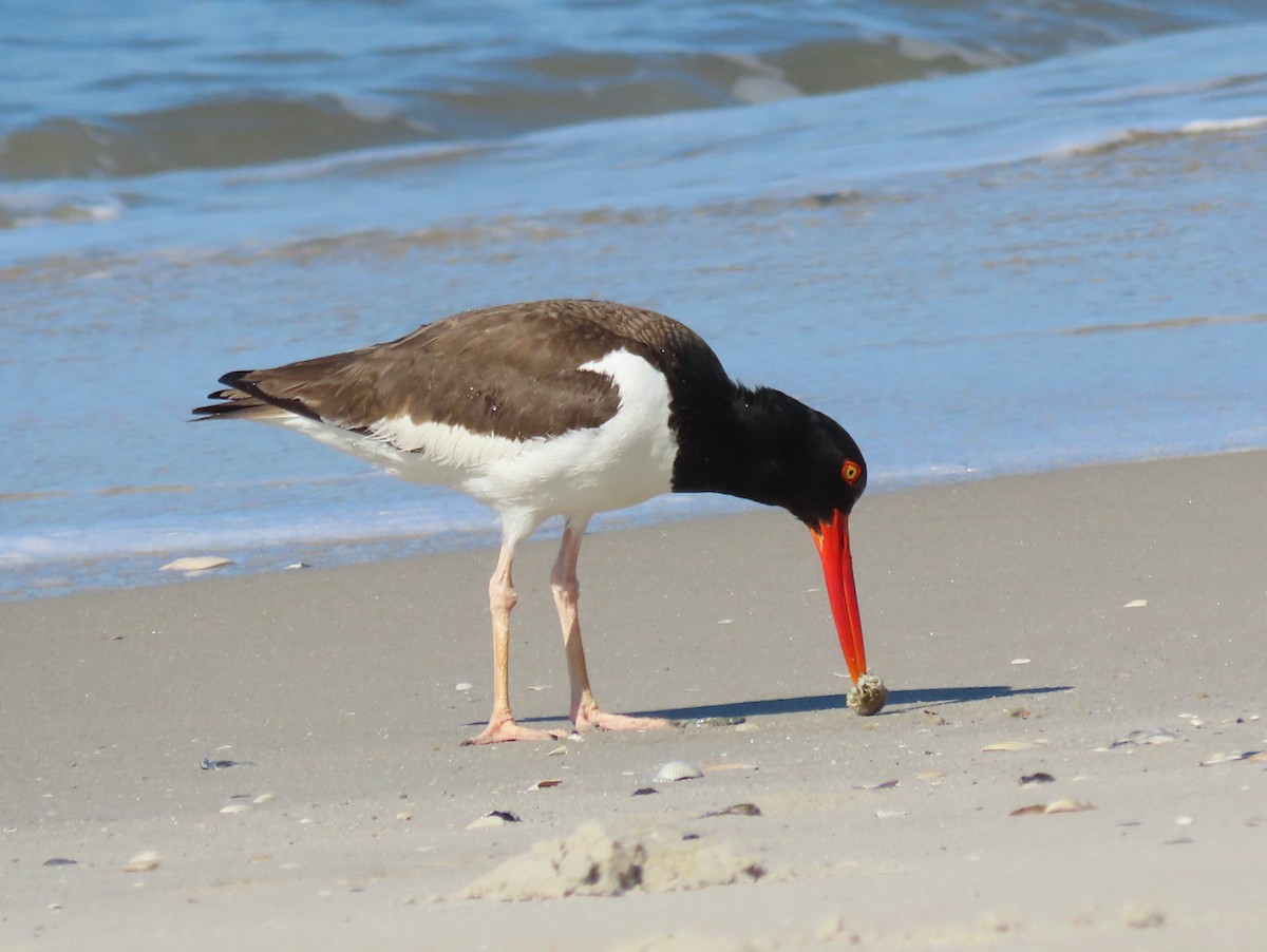 American Oystercatcher - ML620260230