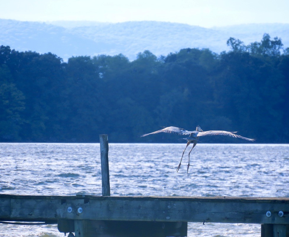 Great Blue Heron - ML620260233