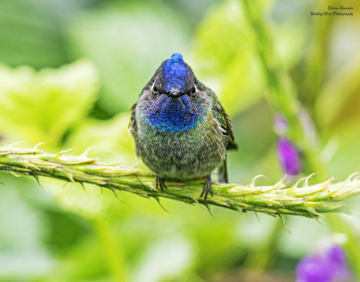 Violet-headed Hummingbird - ML620260239