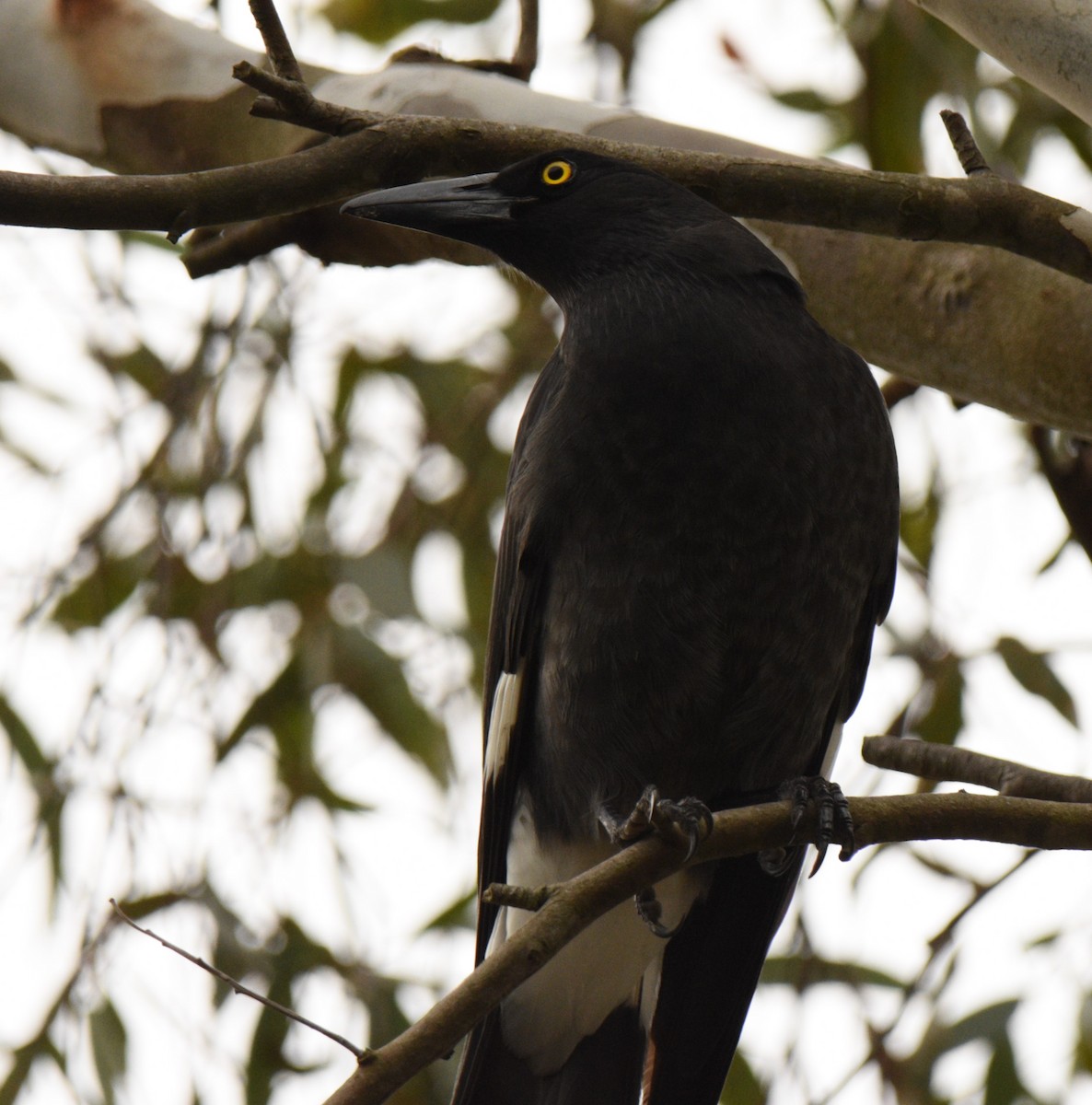 Pied Currawong - ML620260246