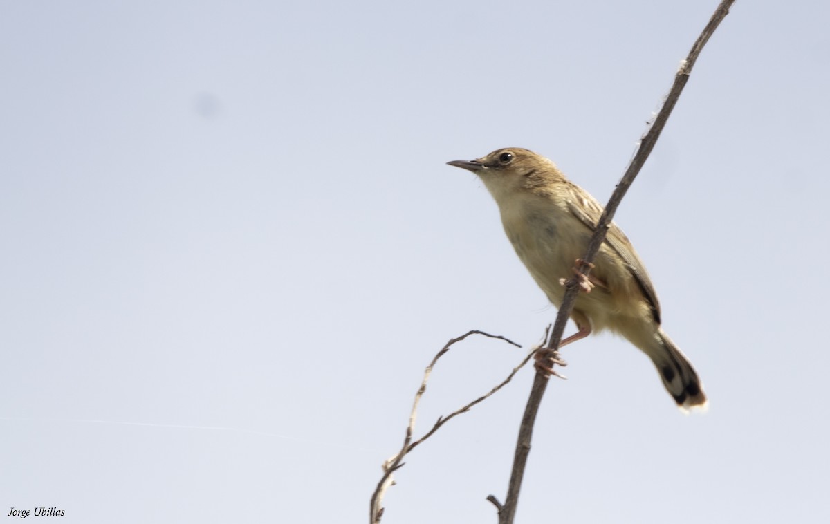 Zitting Cisticola - ML620260257