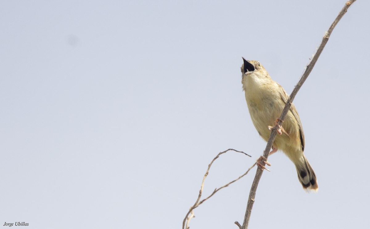 Zitting Cisticola - ML620260258