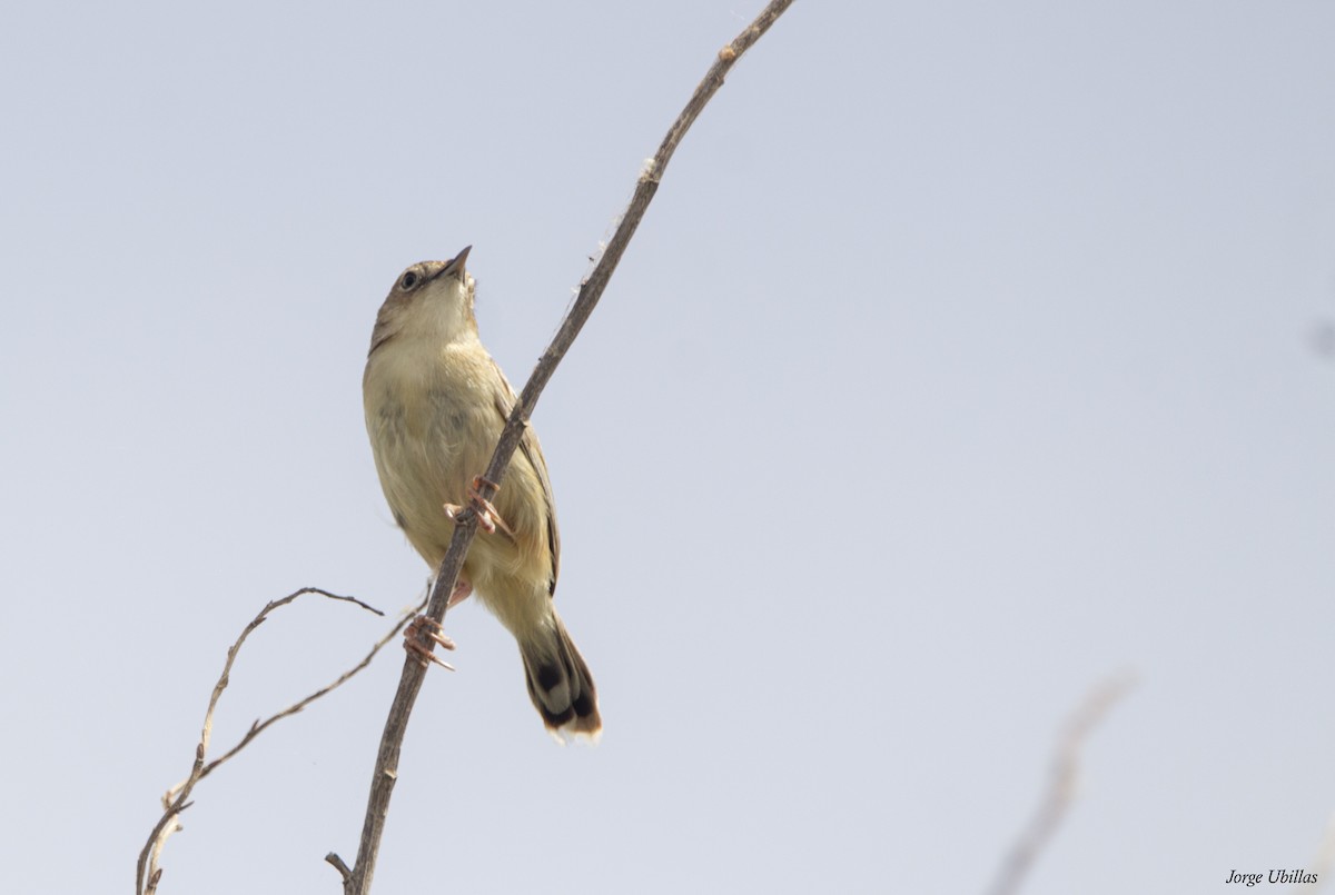 Zitting Cisticola - ML620260261