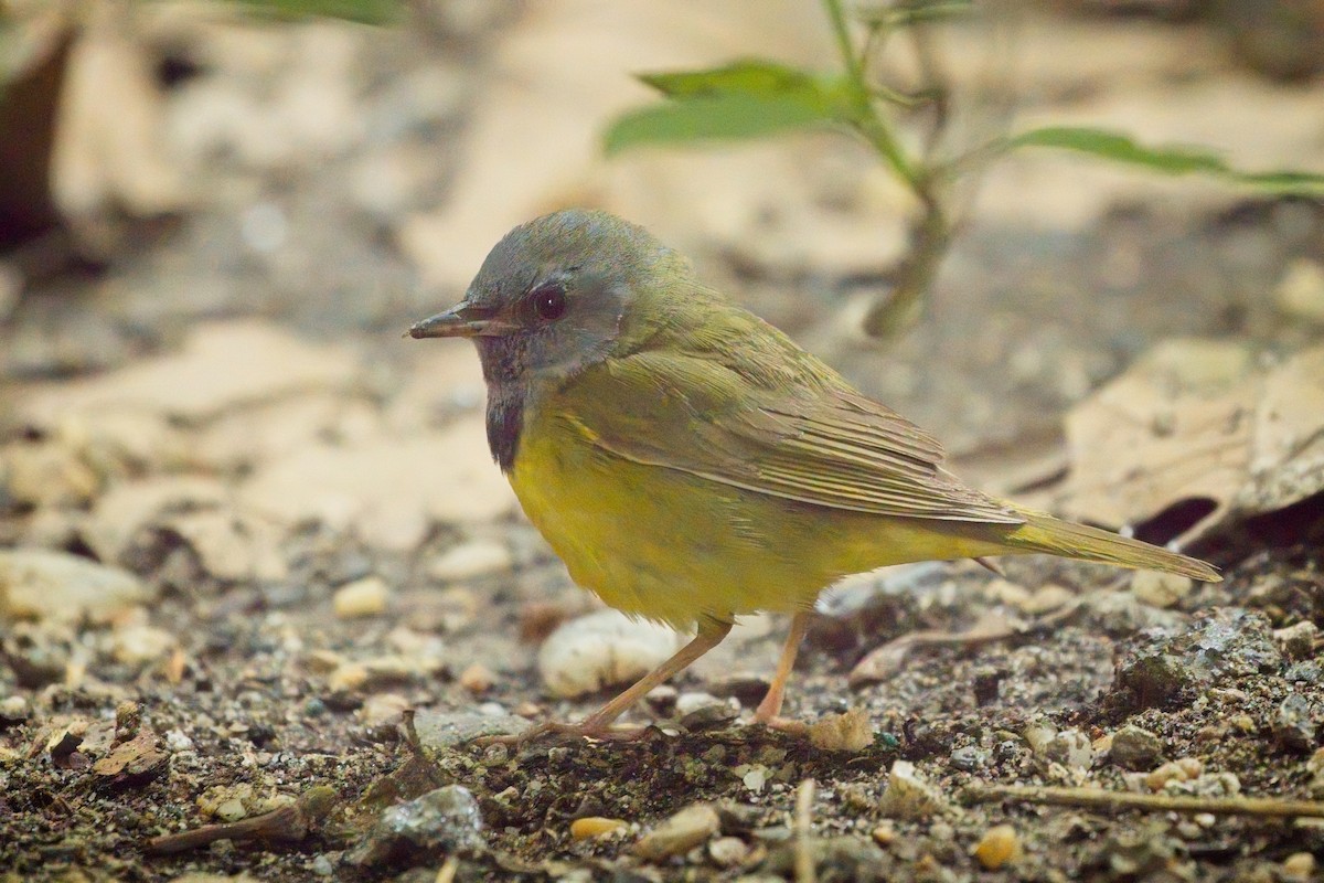 Mourning Warbler - ML620260270