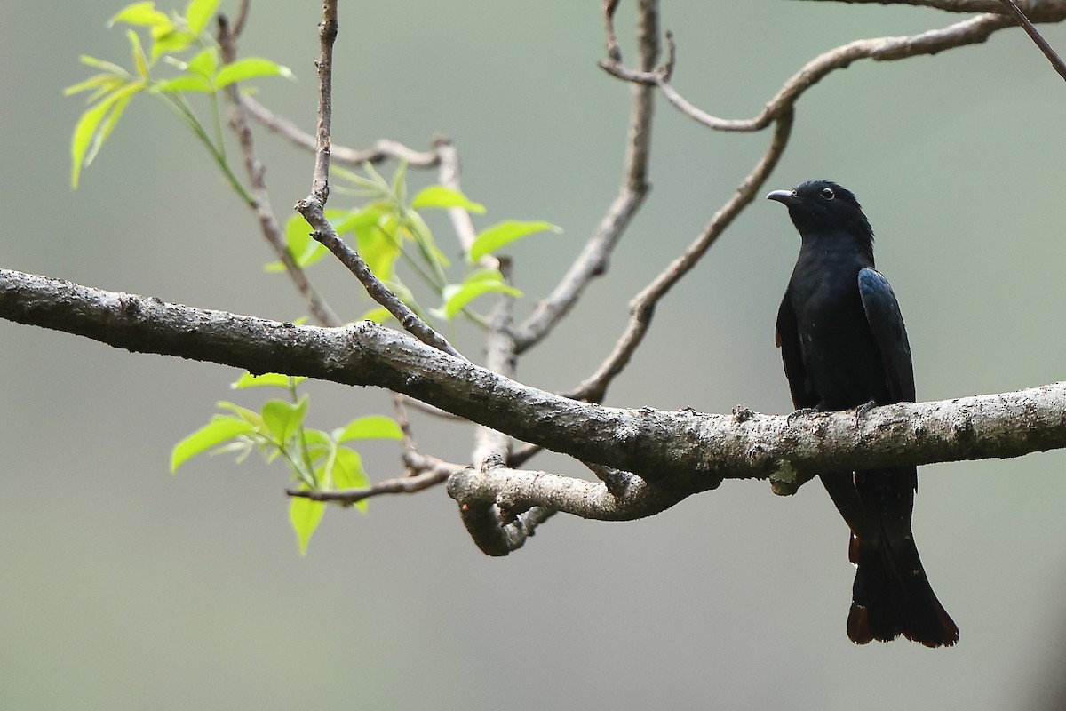 Square-tailed Drongo-Cuckoo - ML620260271