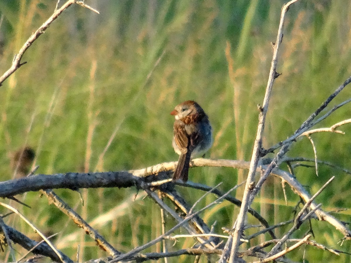 Field Sparrow - ML620260274