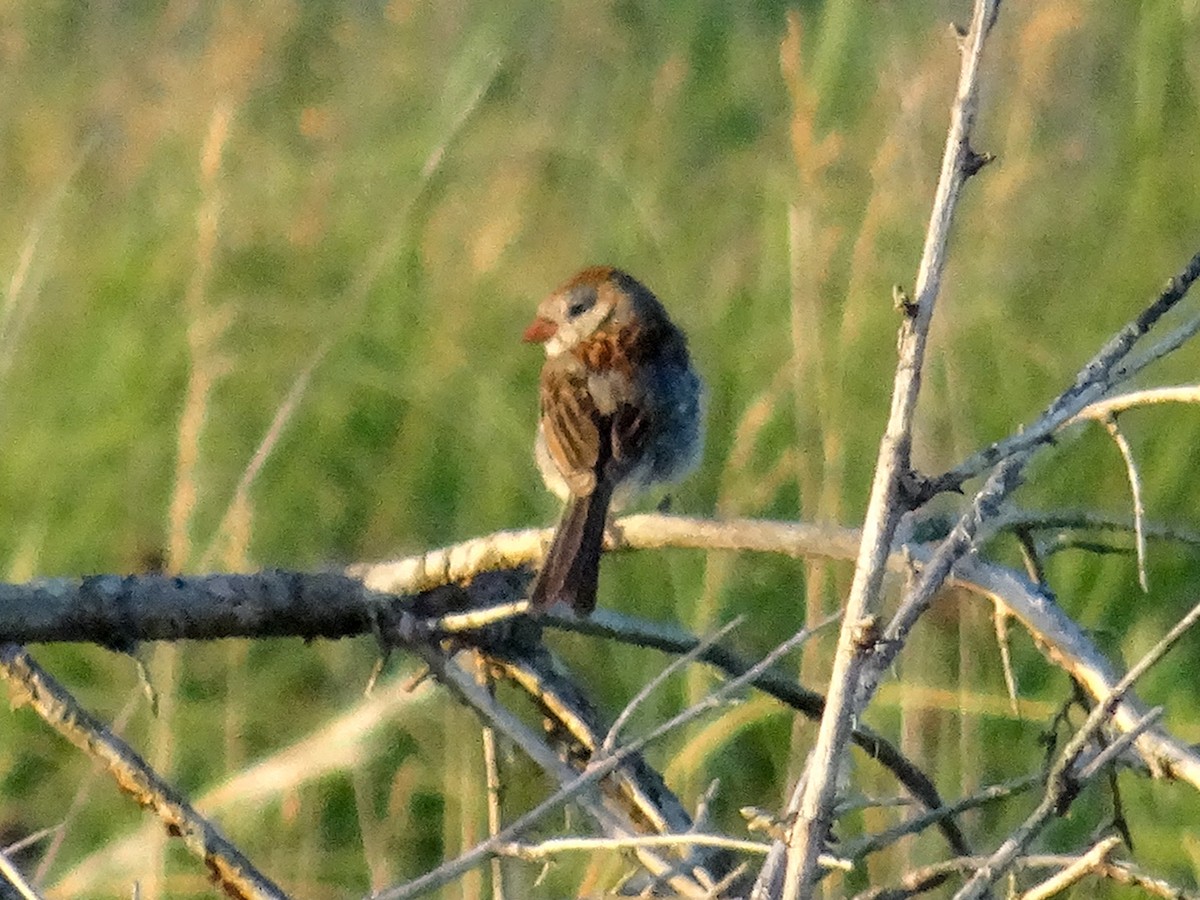 Field Sparrow - ML620260275