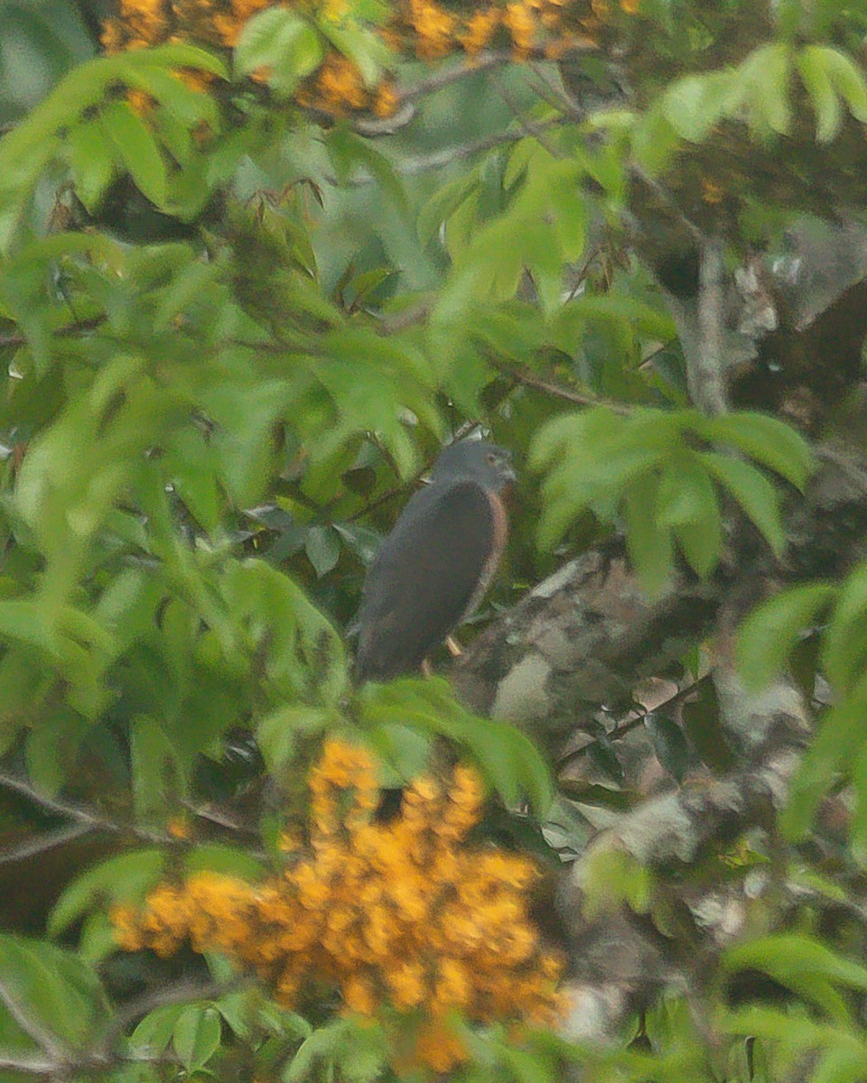 Double-toothed Kite - ML620260278