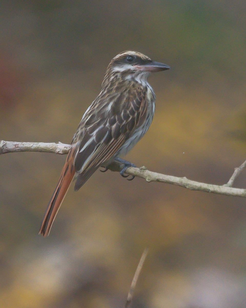 Streaked Flycatcher - ML620260280