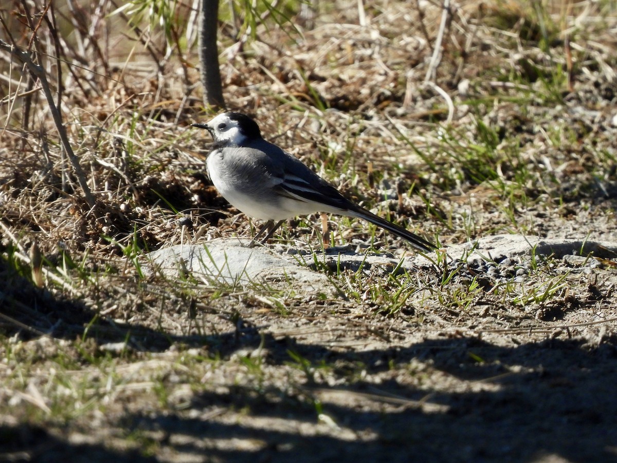 White Wagtail (White-faced) - ML620260291