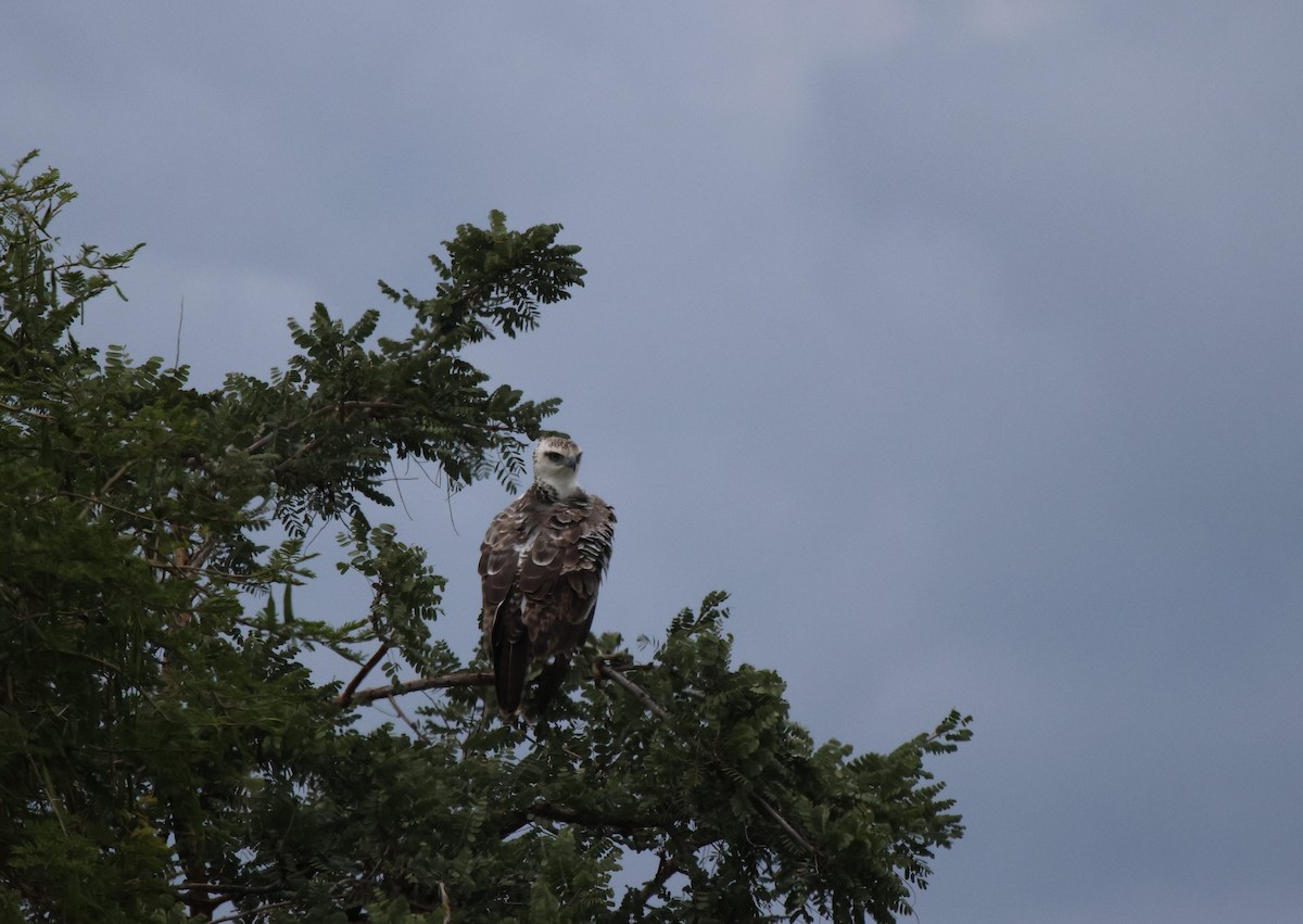 Martial Eagle - ML620260296