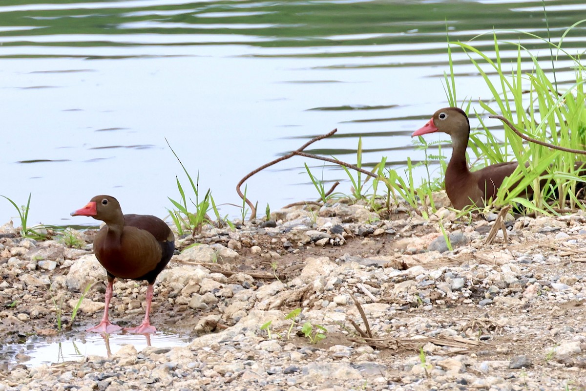 Black-bellied Whistling-Duck - ML620260302