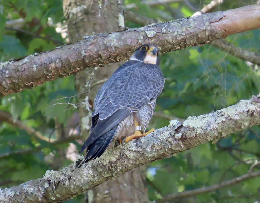 Halcón Peregrino - ML620260303