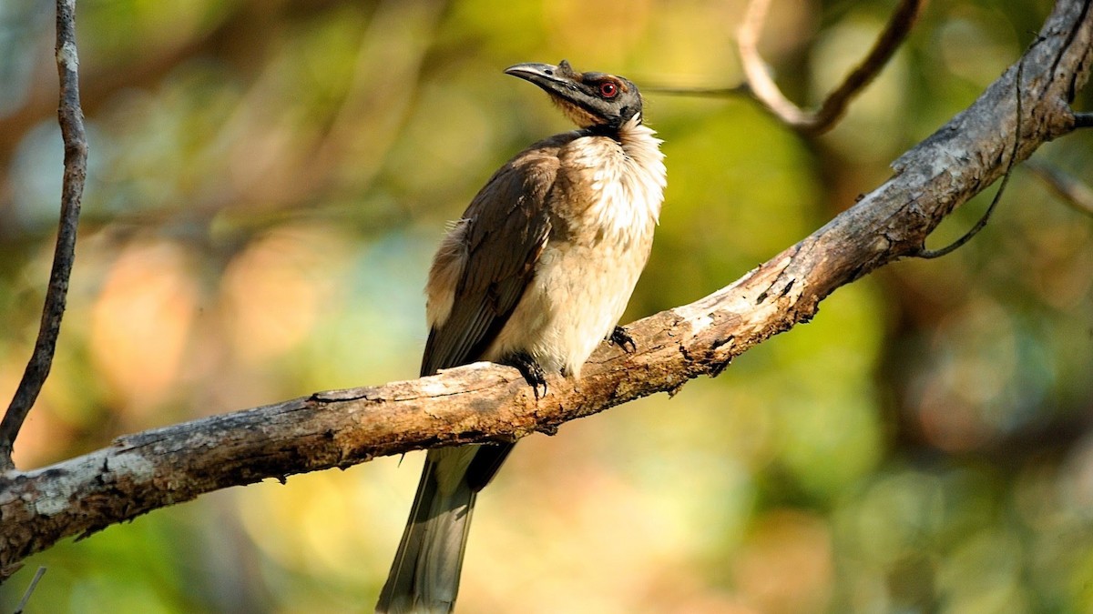 Noisy Friarbird - ML620260304