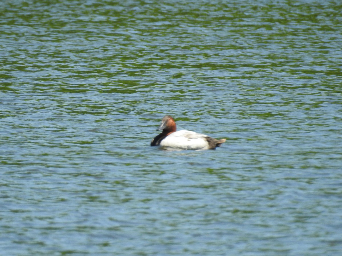 Canvasback - ML620260305