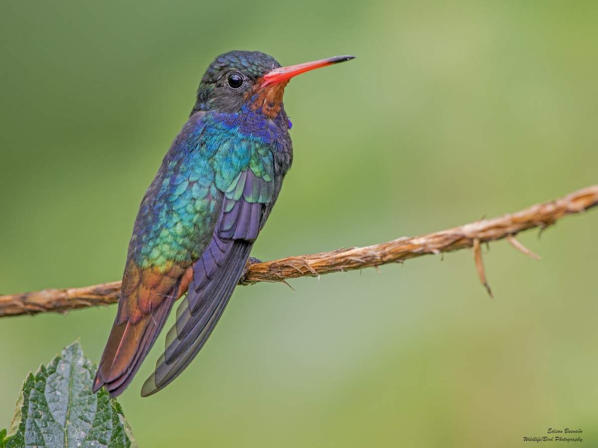 Rufous-throated Sapphire - Edison Buenano