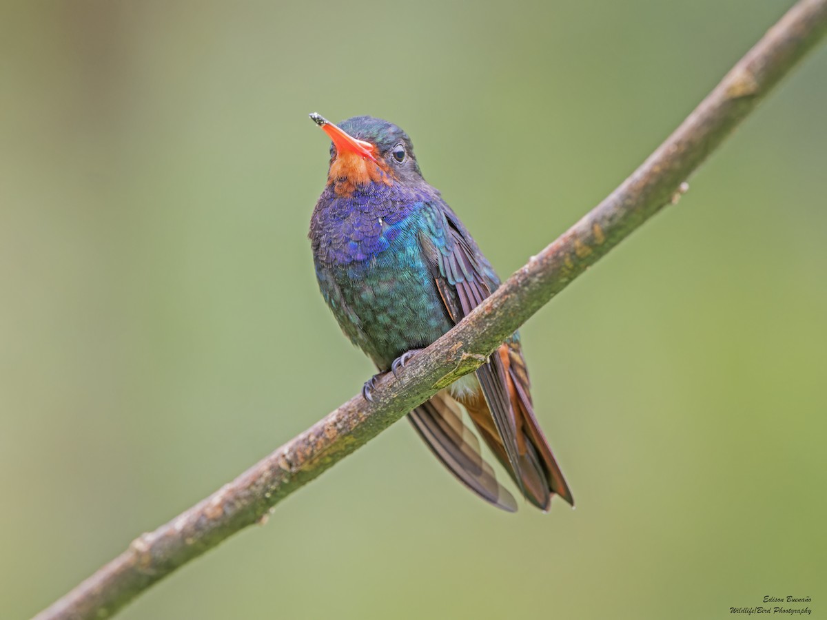 Rufous-throated Sapphire - ML620260311