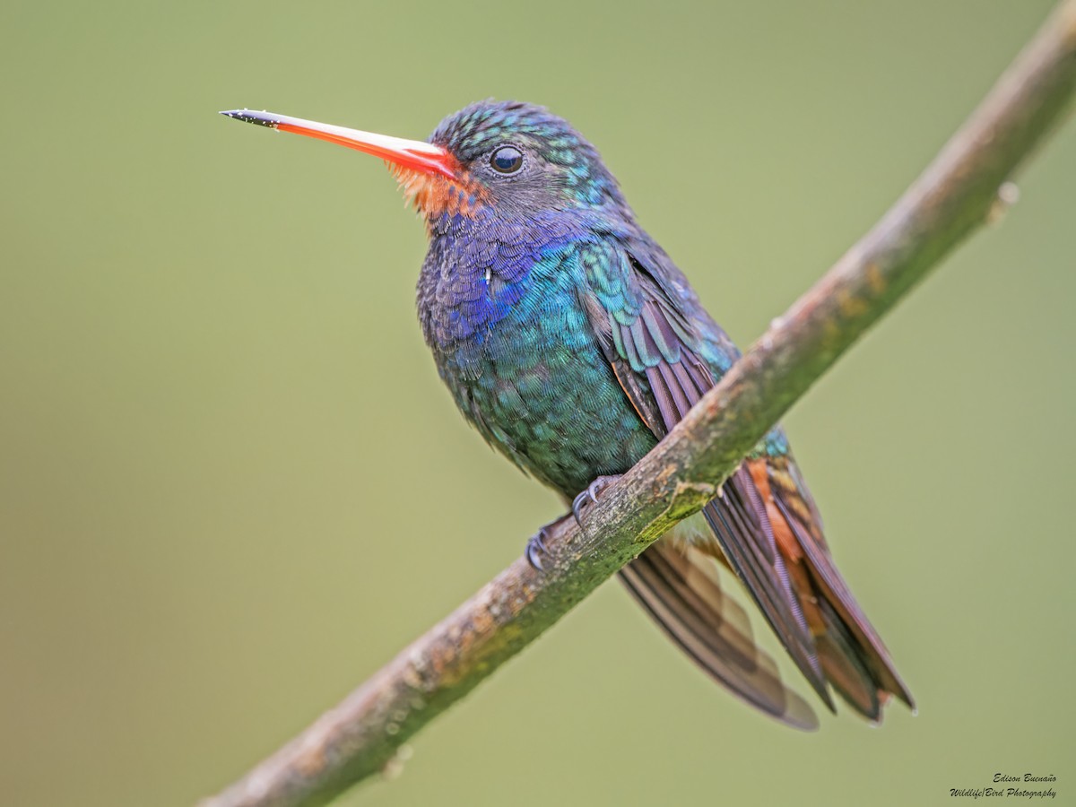 Rufous-throated Sapphire - ML620260312