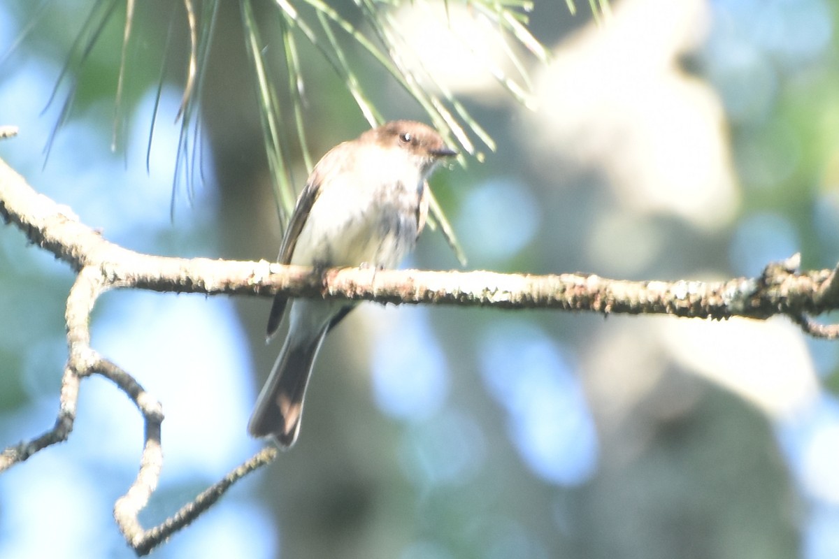 Eastern Phoebe - ML620260314