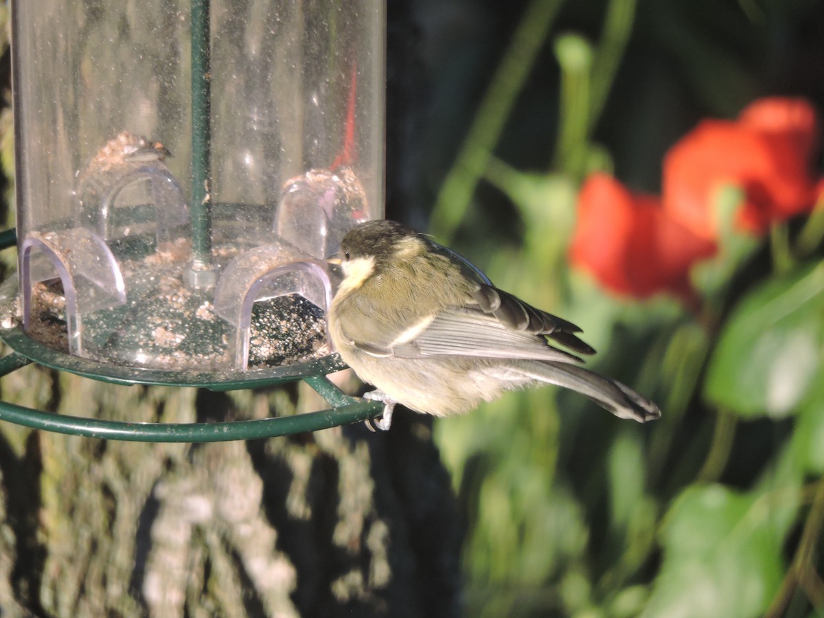 Great Tit - ML620260316