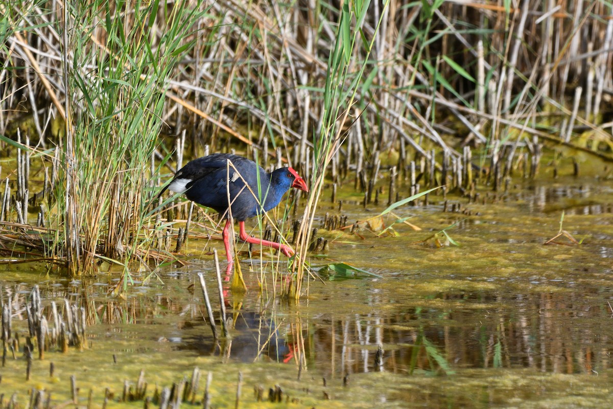 Western Swamphen - ML620260319