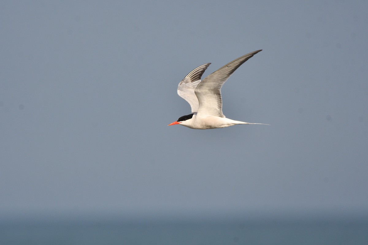 Common Tern - ML620260329