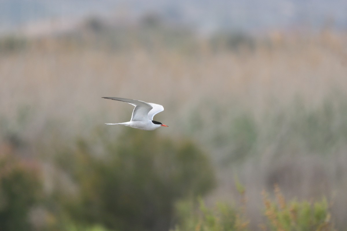 Common Tern - ML620260330