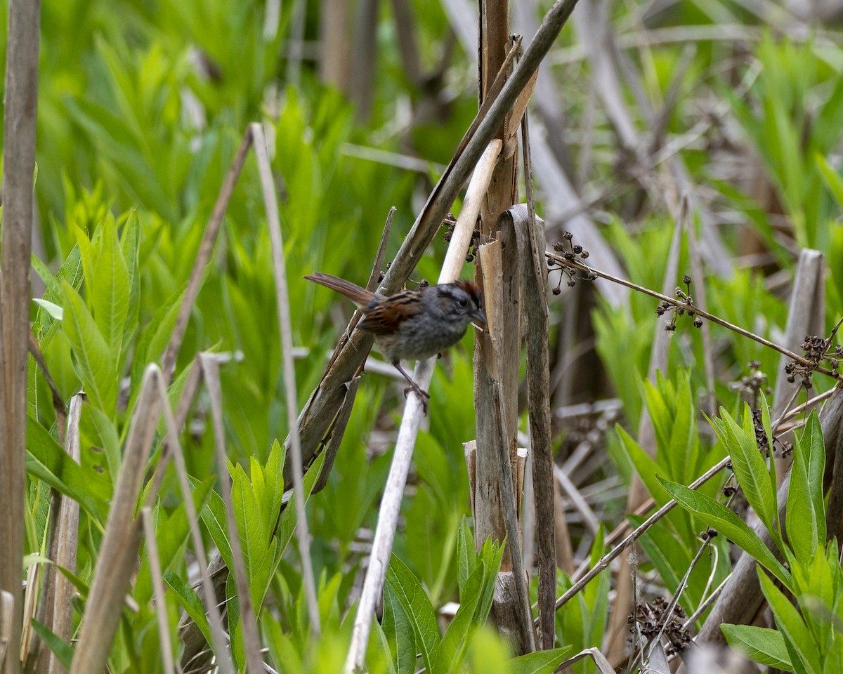Swamp Sparrow - ML620260336