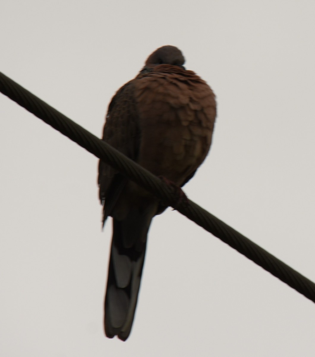 Spotted Dove - ML620260337