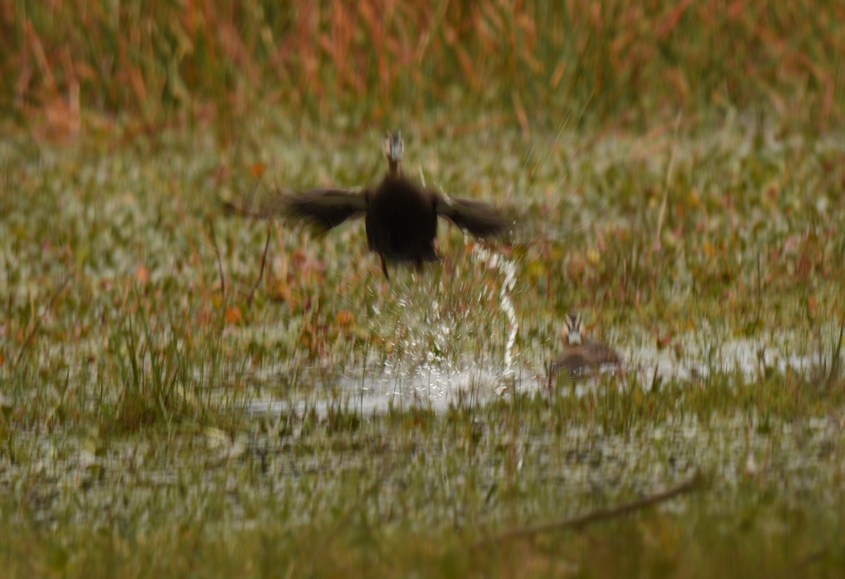 Pacific Black Duck - ML620260347