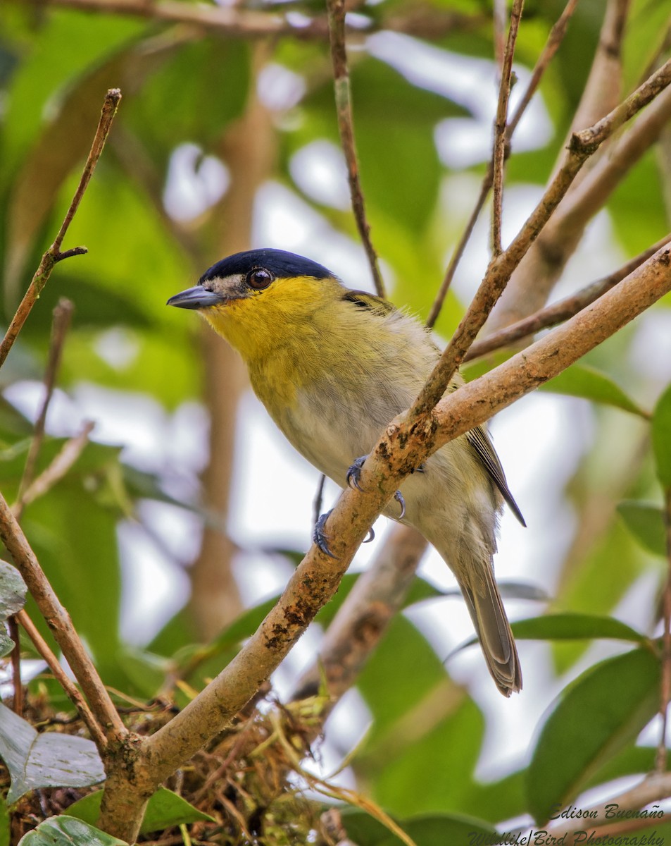 Green-backed Becard (Yellow-cheeked) - ML620260354