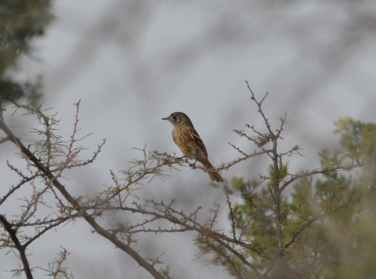 White-winged Black-Tyrant - ML620260369