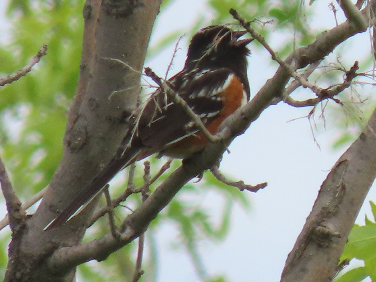 Spotted Towhee - ML620260372