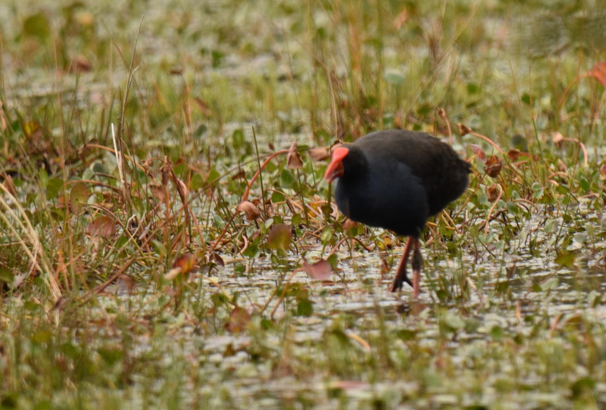 Australasian Swamphen - ML620260373