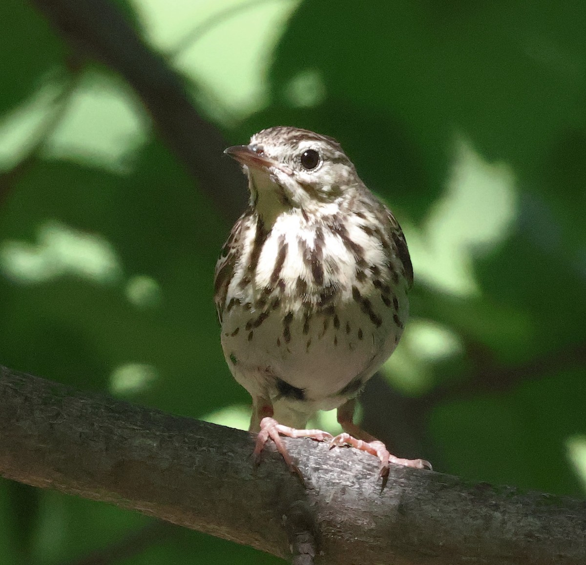 Tree Pipit - ML620260374