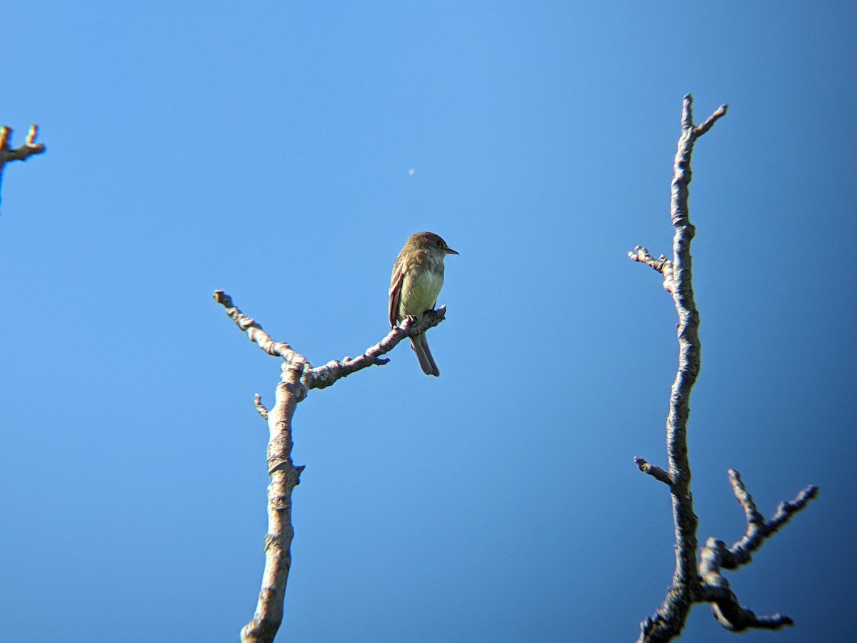 Willow Flycatcher - ML620260376