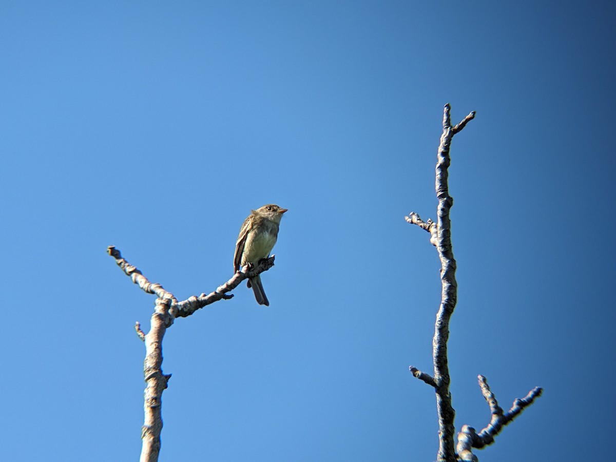 Willow Flycatcher - ML620260377