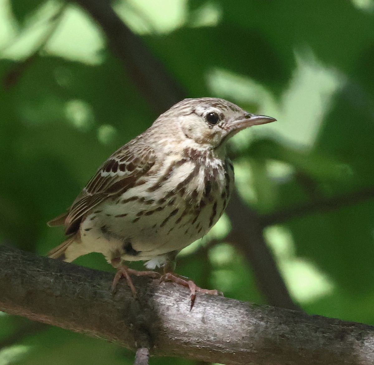 Tree Pipit - ML620260378